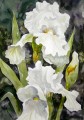 白い花の水彩画